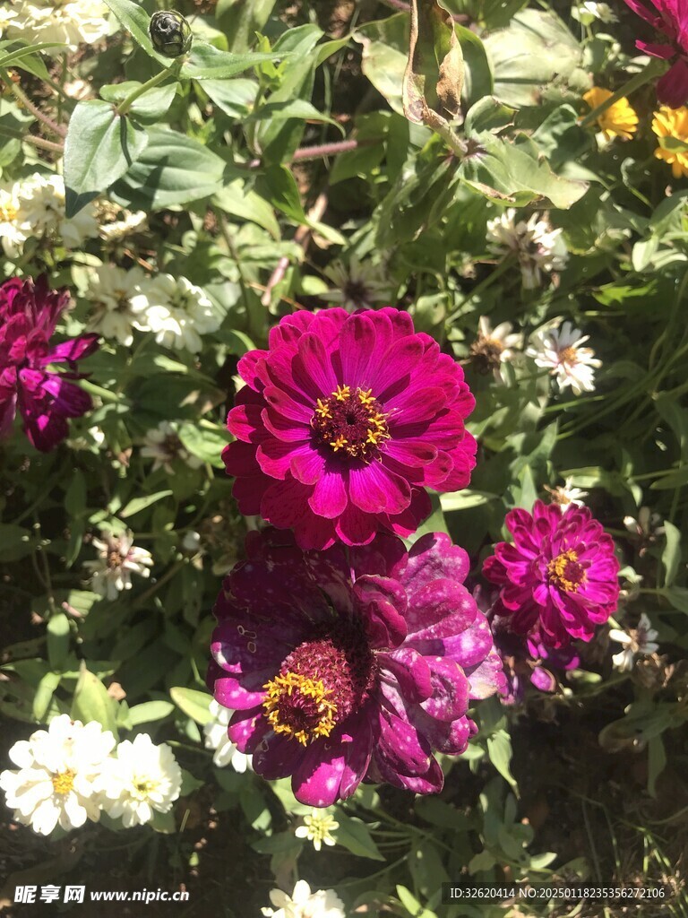 百日菊