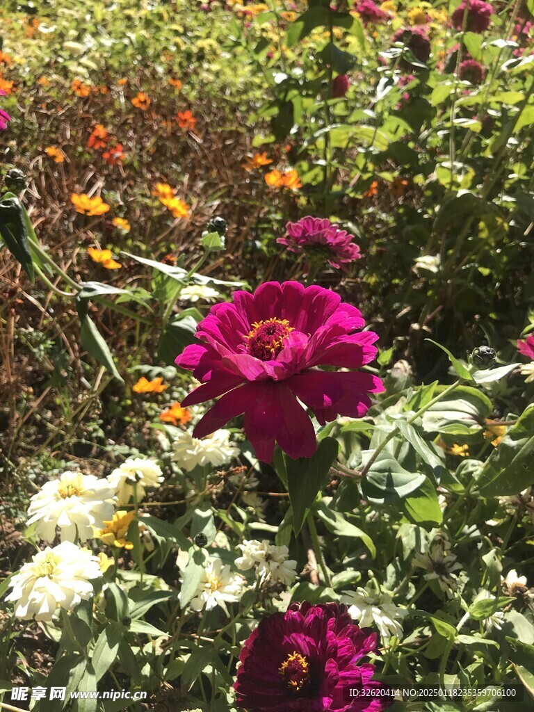 百日菊