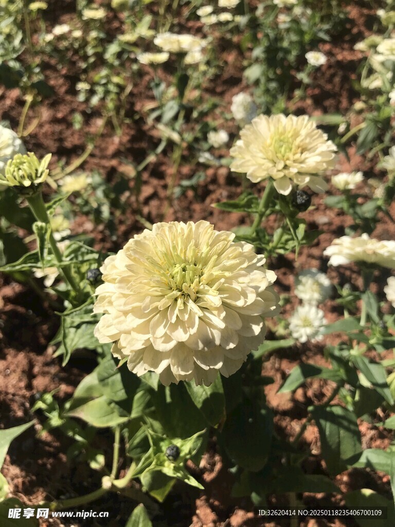 百日菊