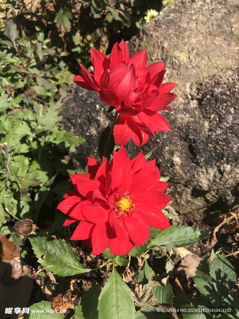 百日菊