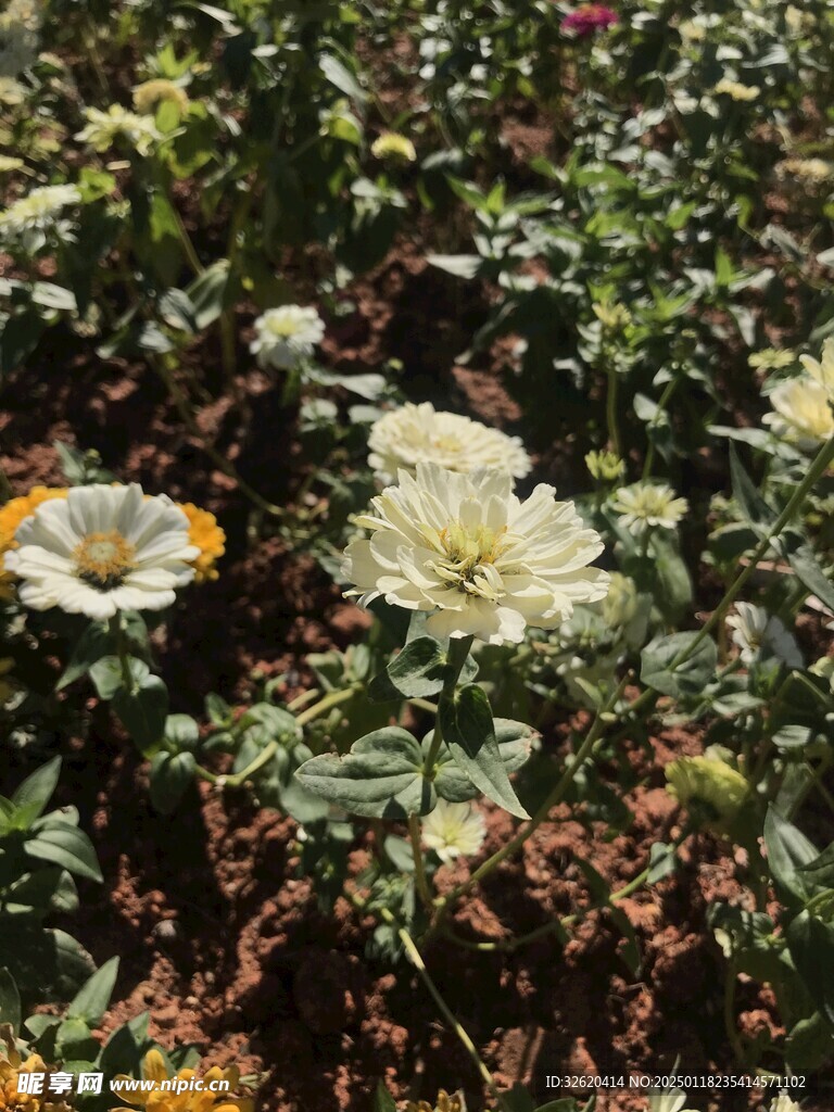 百日菊
