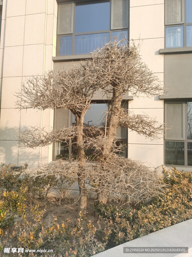 树杆