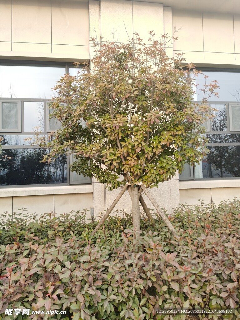 树杆