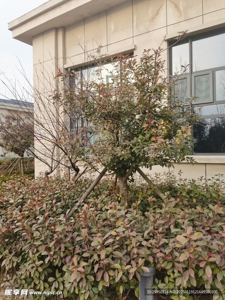 树杆