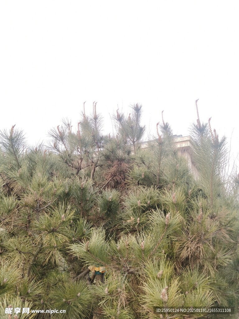  松树