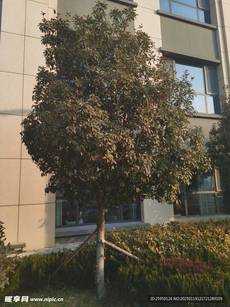 树杆