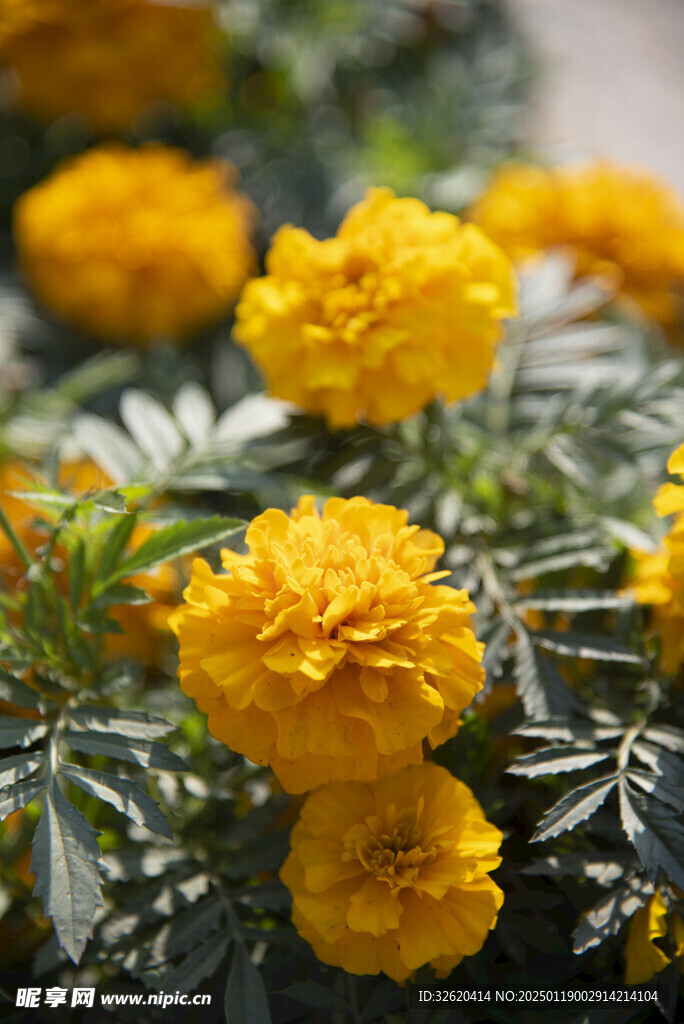 万寿菊