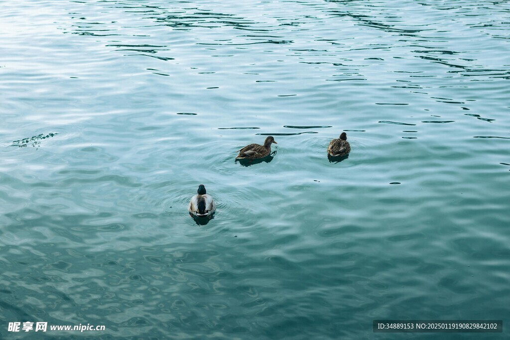 湖面野鸭