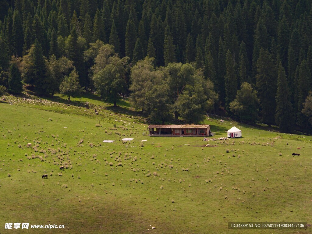 草原 森林 大自然