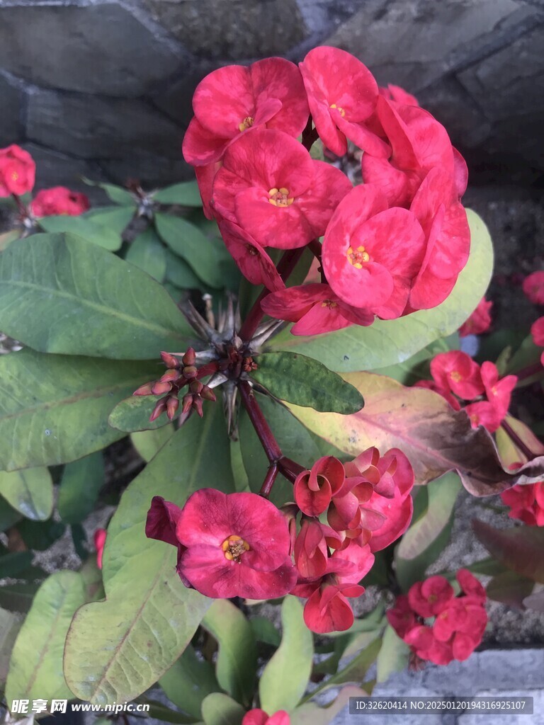 铁海棠 虎刺梅