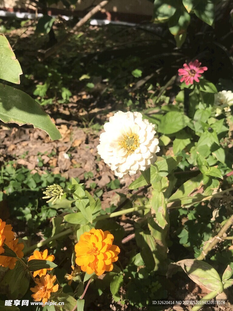 百日菊