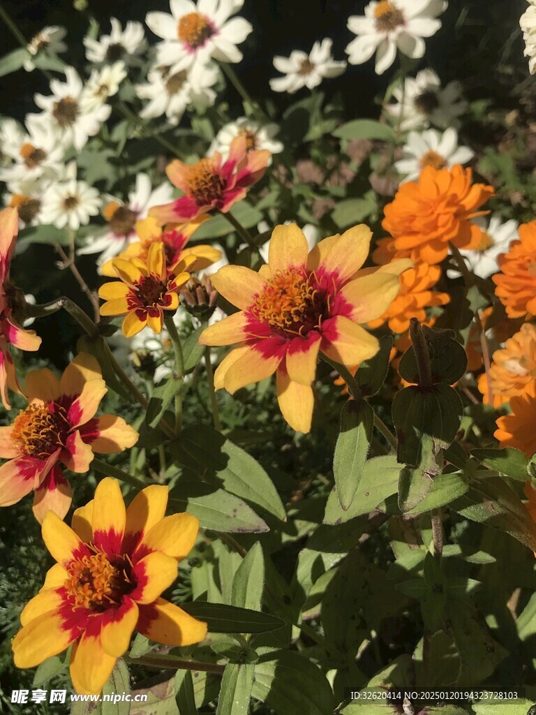 天人菊