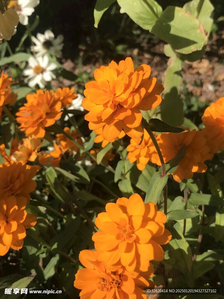 百日菊