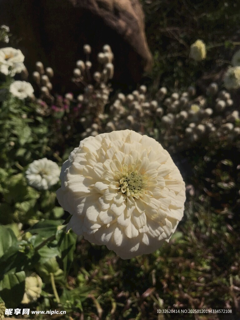 百日菊