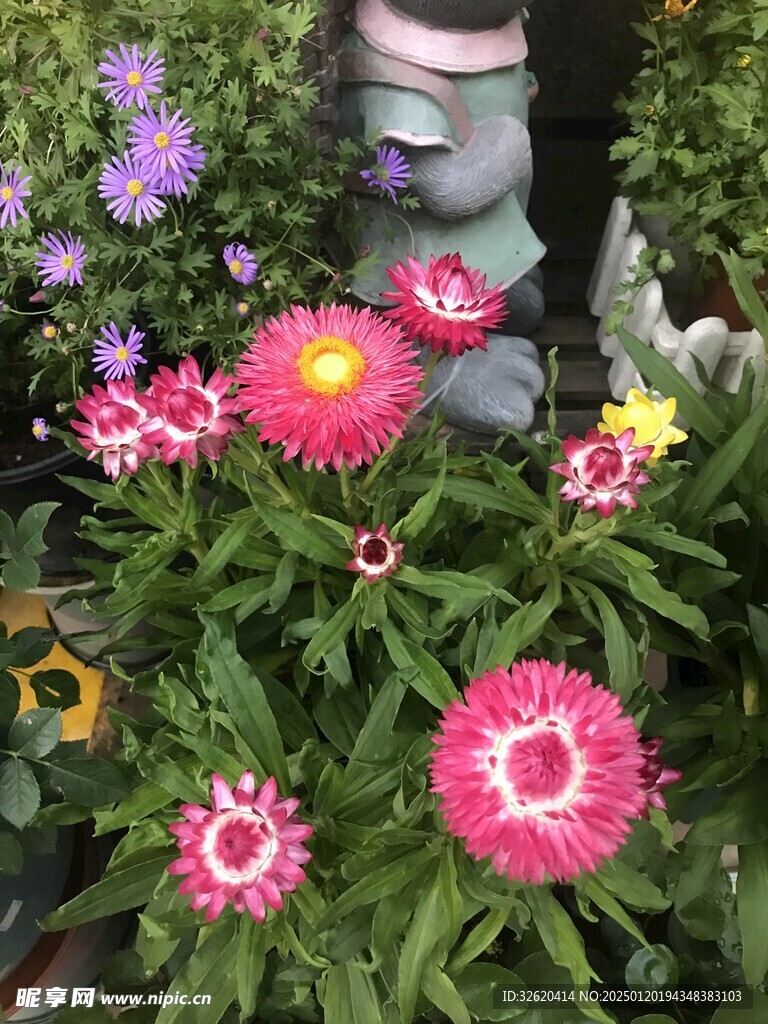 麦秆菊