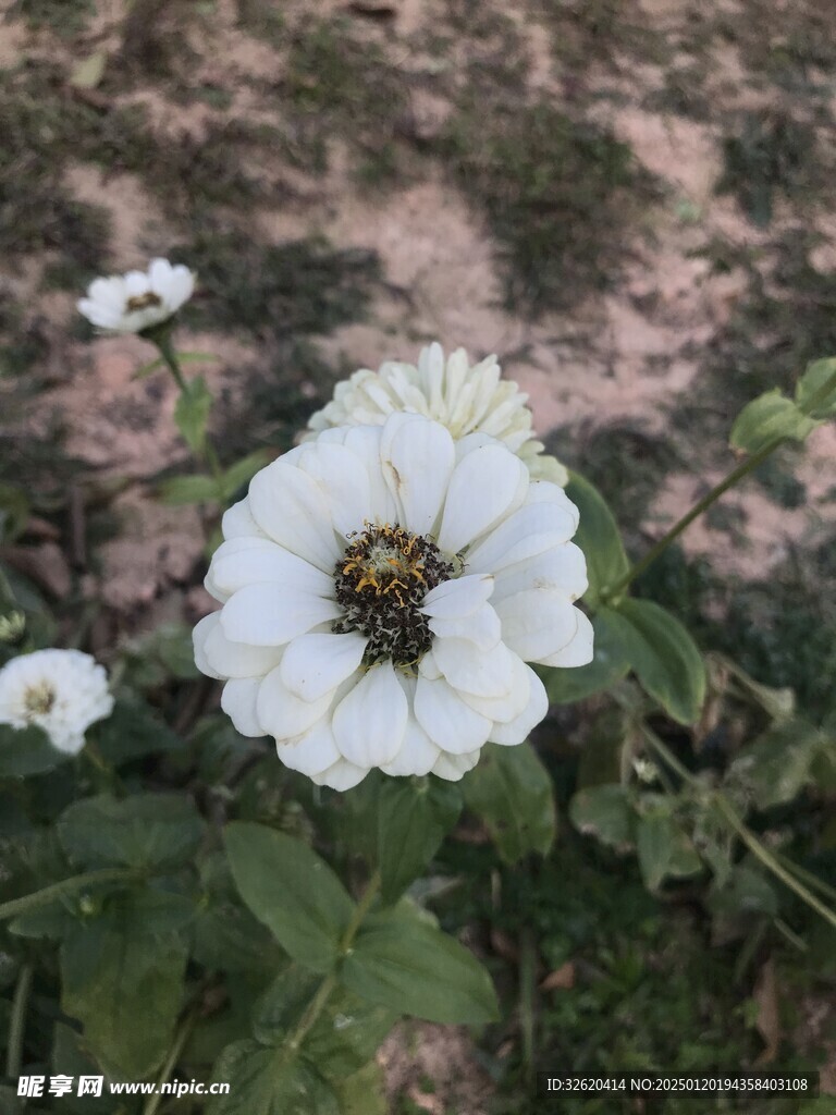 百日菊