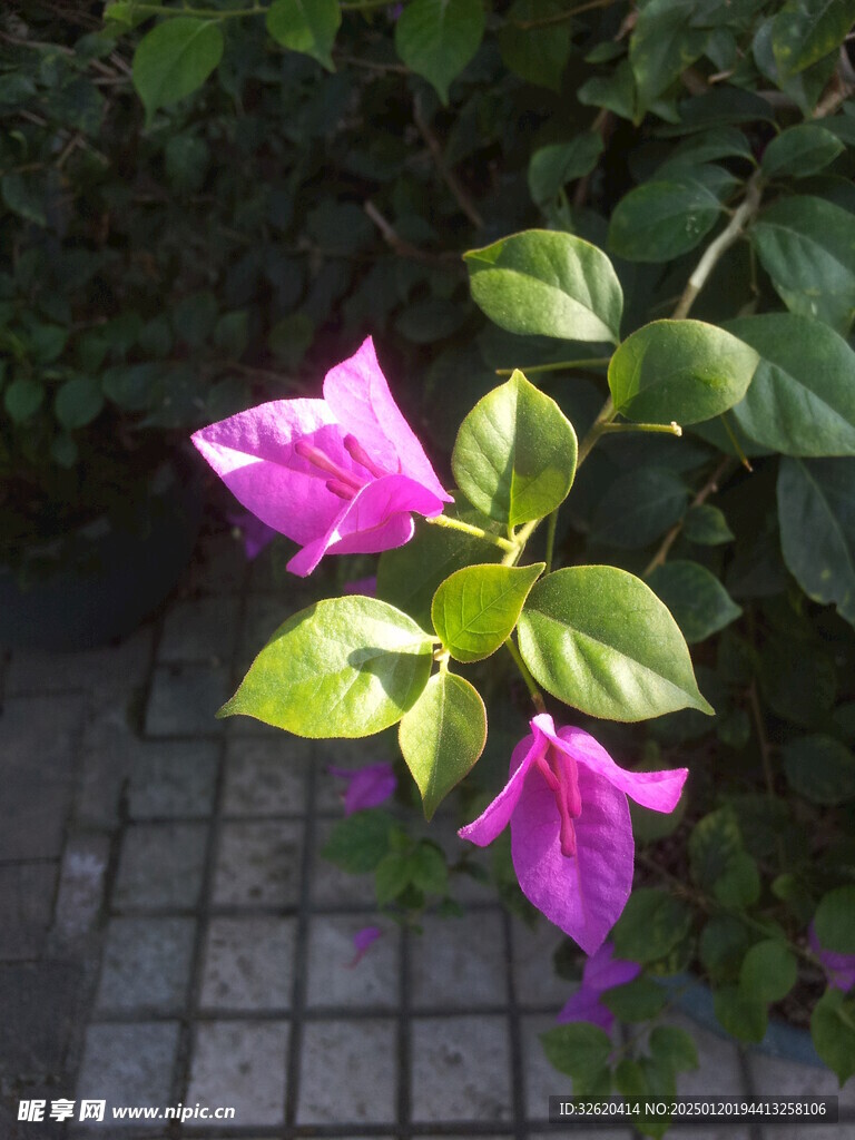 三角梅