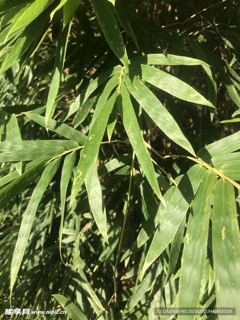 竹子 竹叶