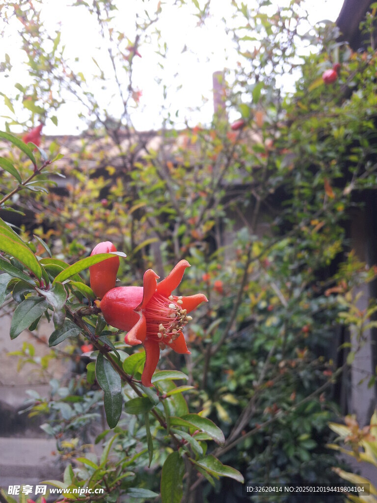 石榴花