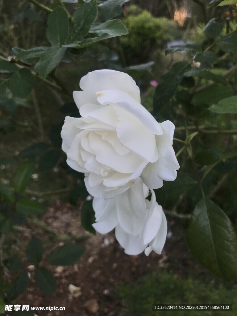 月季花