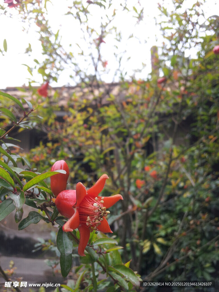石榴花