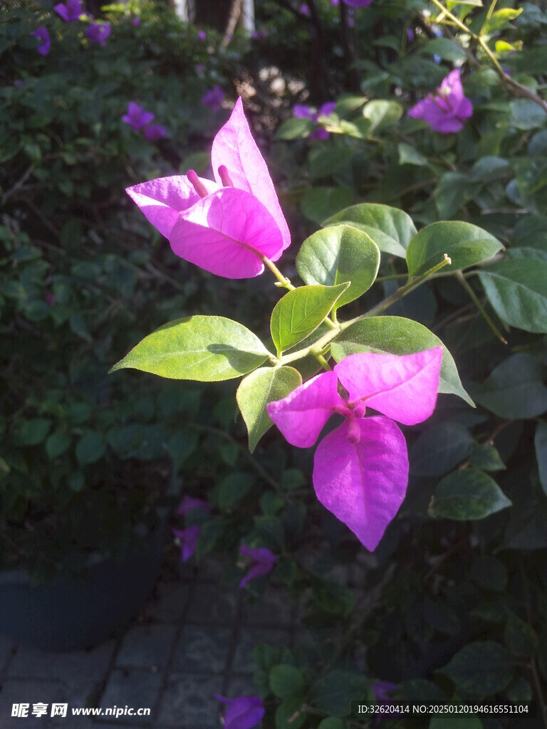 三角梅 梅花
