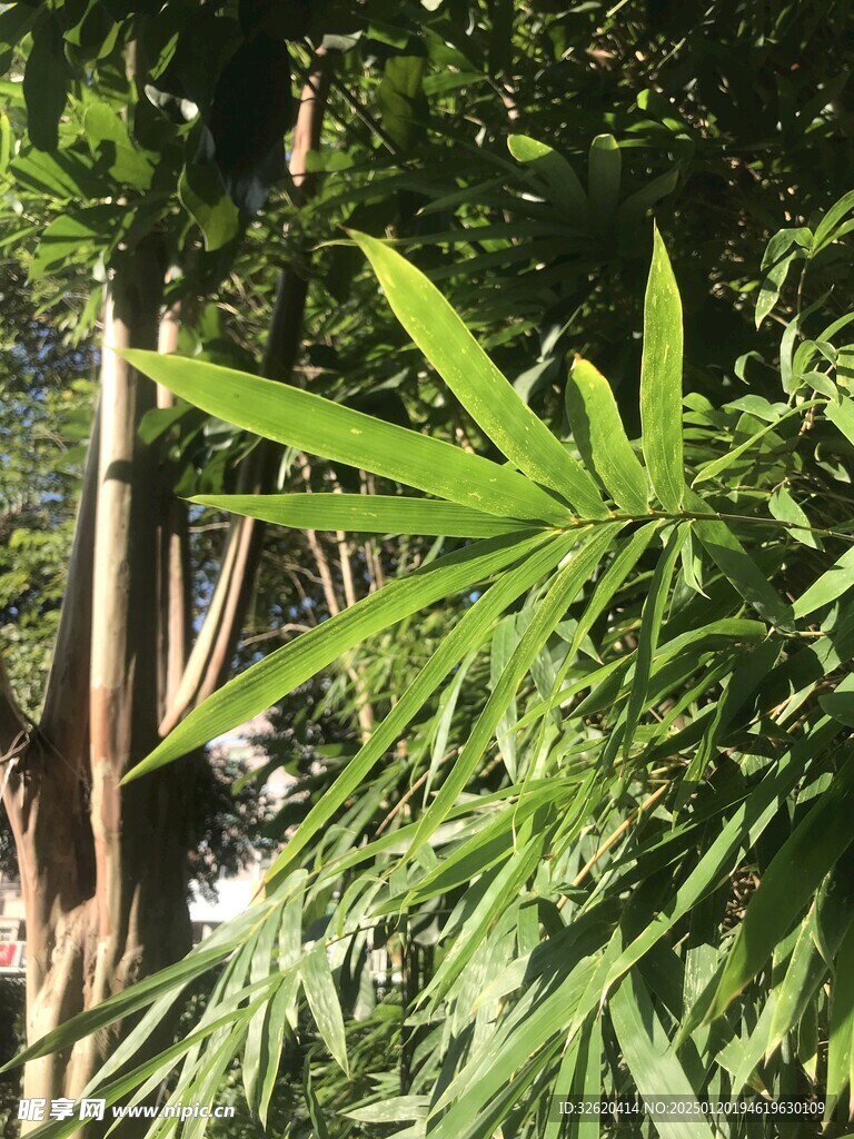 竹叶 竹子