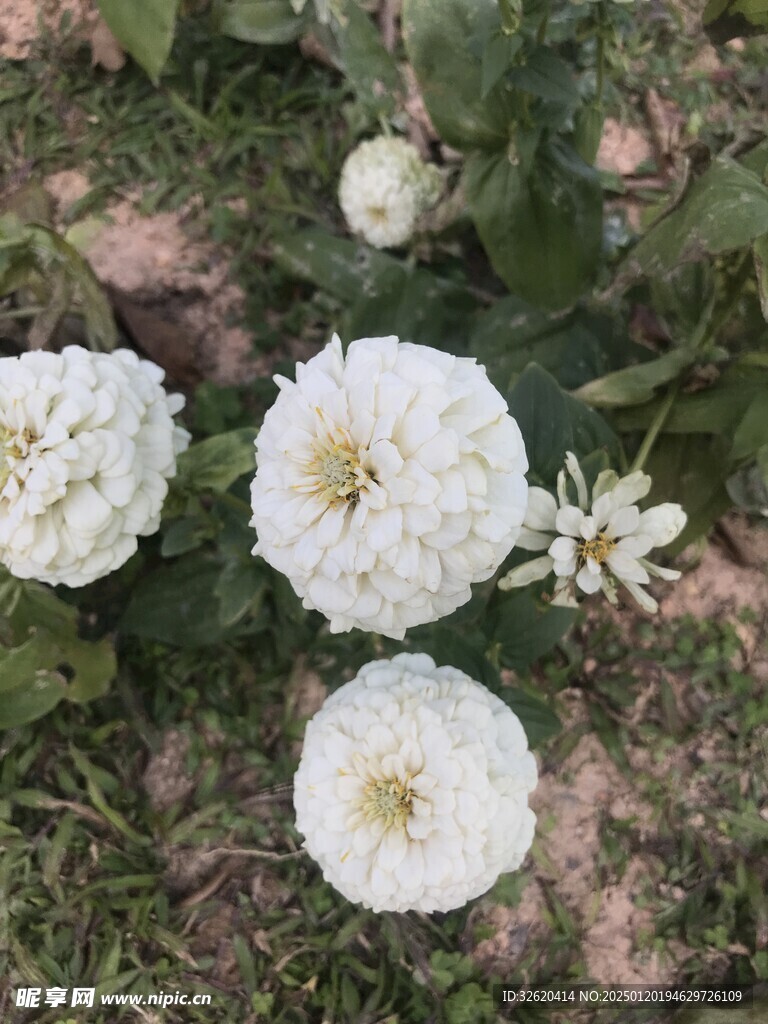 百日菊