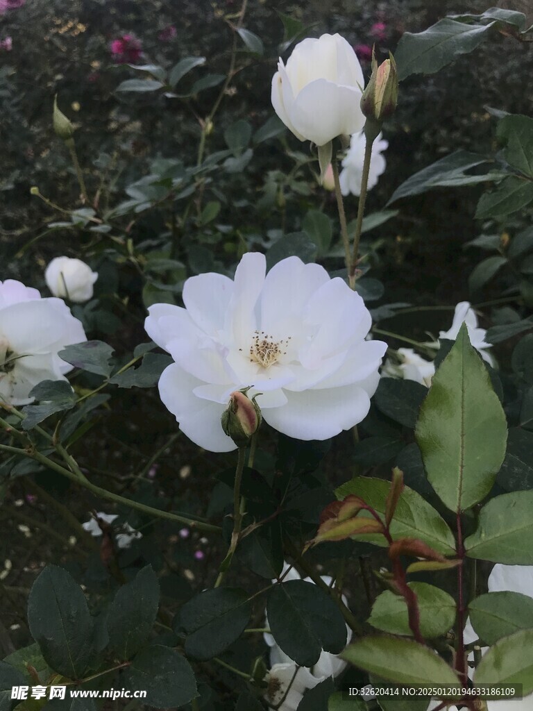 百日菊
