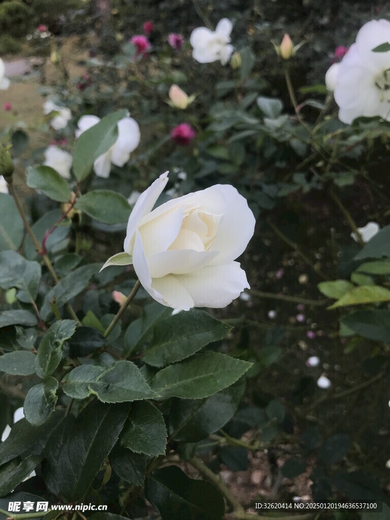 玫瑰花