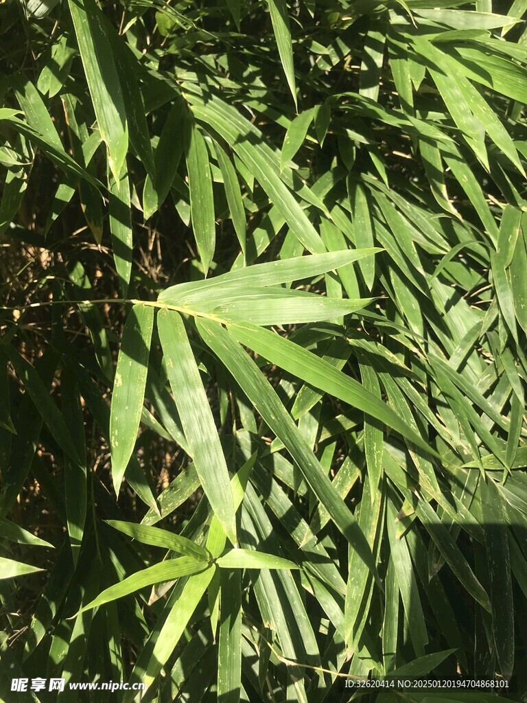 竹子 竹叶