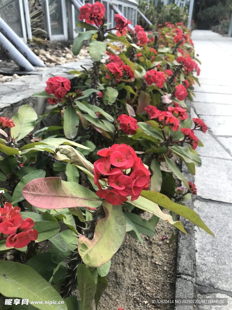 铁海棠