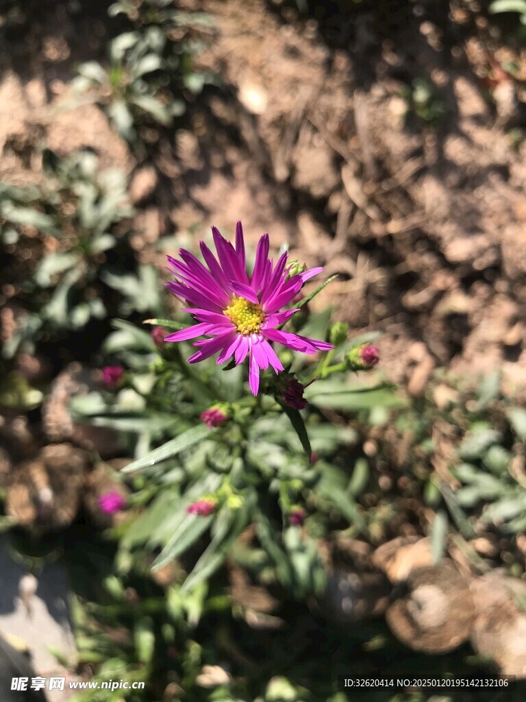 紫菀