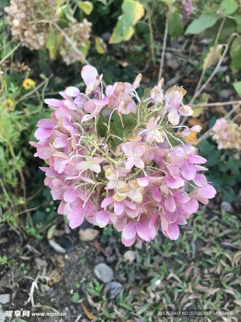 绣球花