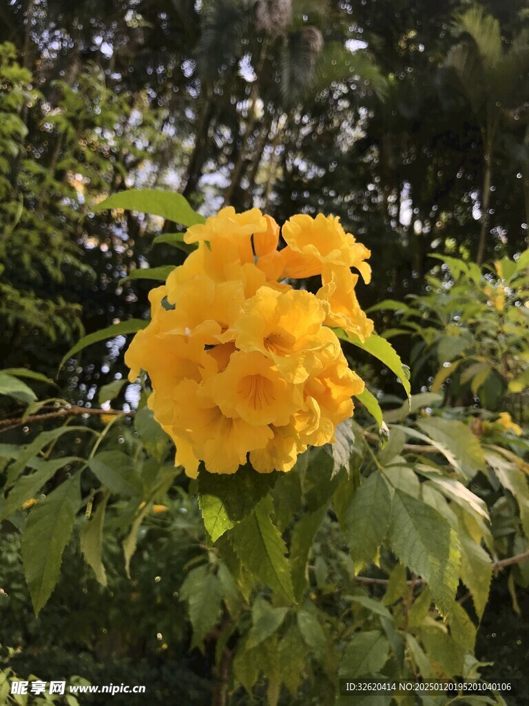 黄钟花