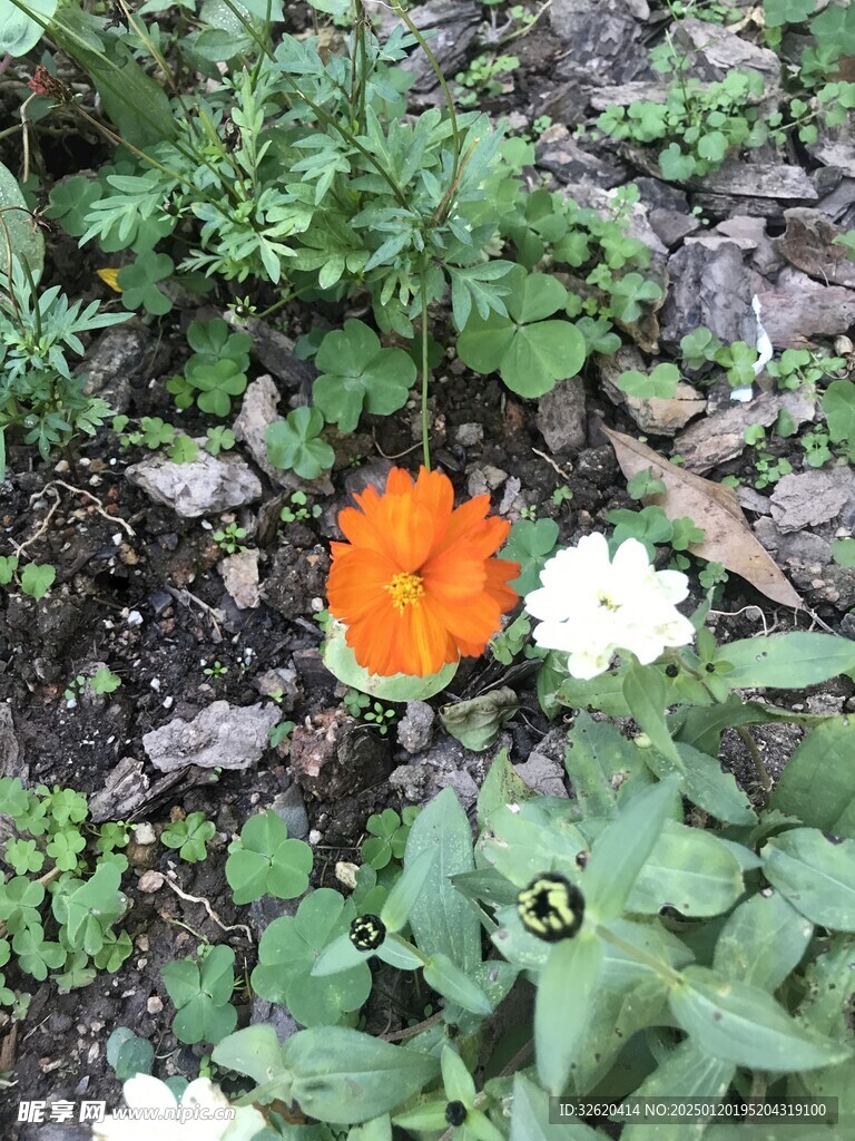 百日菊