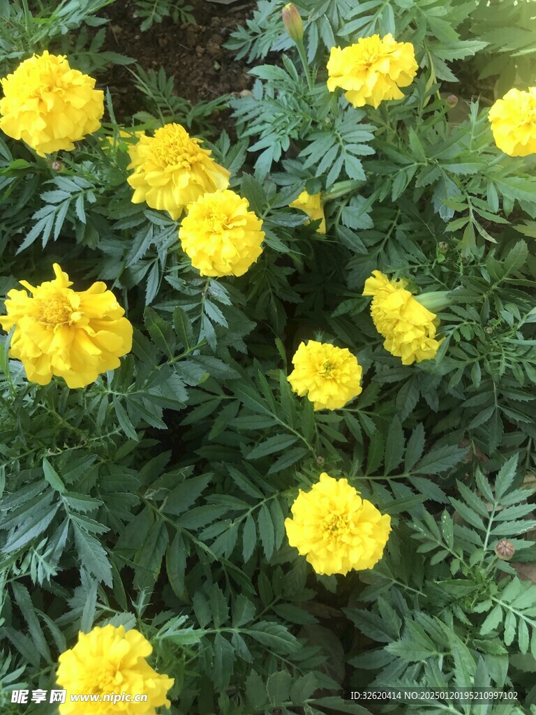 百日菊