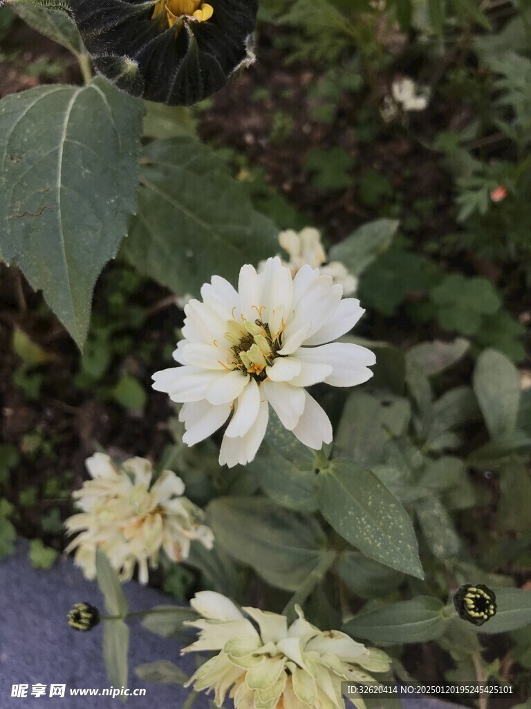 百日菊