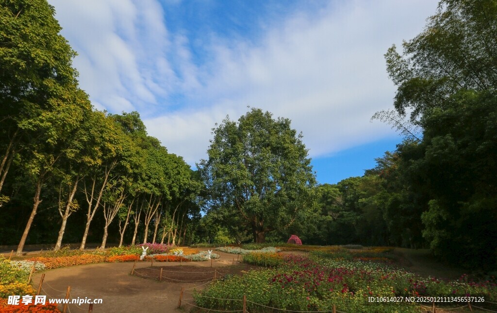 仙湖植物园 榕树