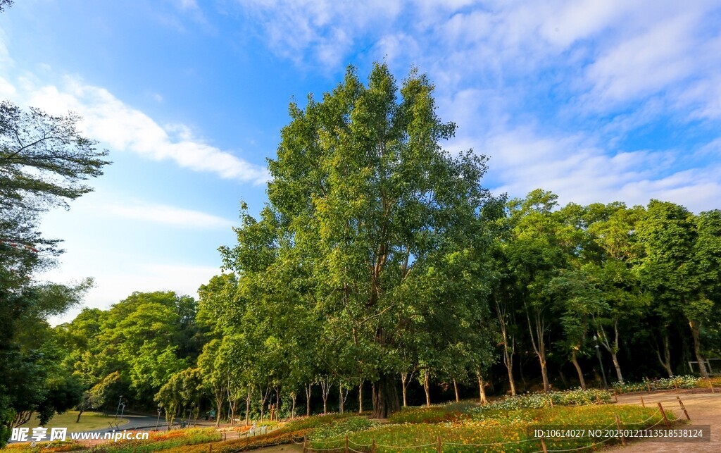 仙湖植物园 榕树