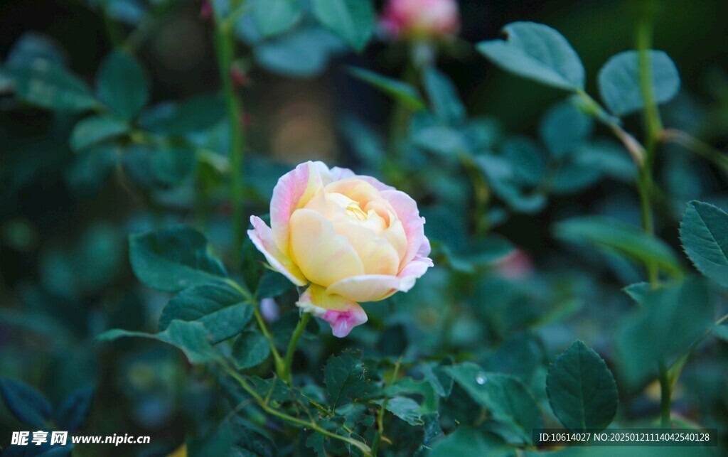 仙湖植物园 鲜花
