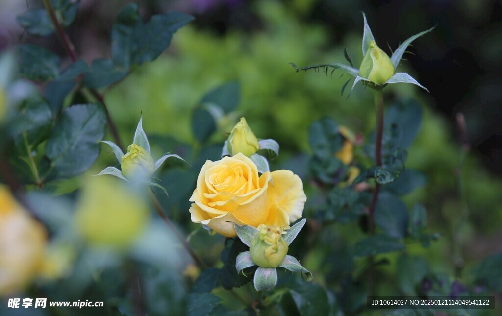 仙湖植物园鲜花