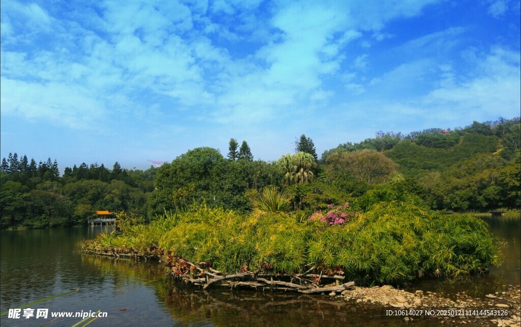 仙湖植物园风景图片