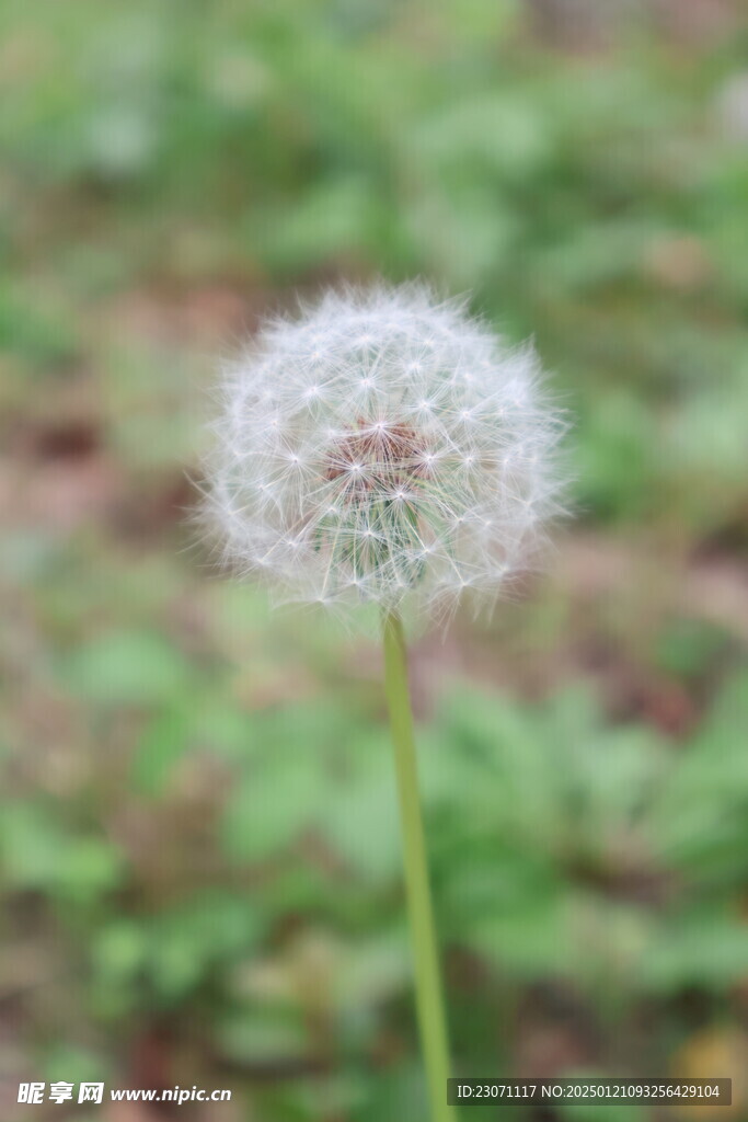 蒲公英