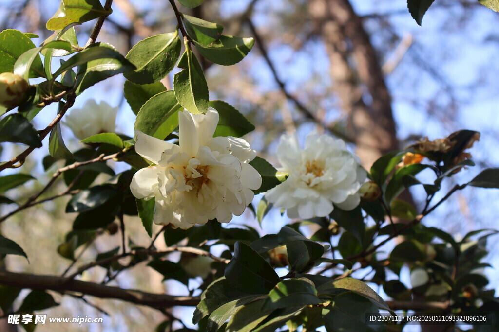 白山茶 