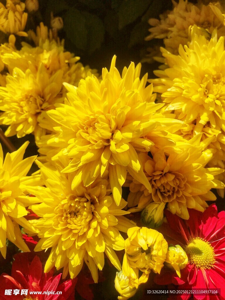菊花