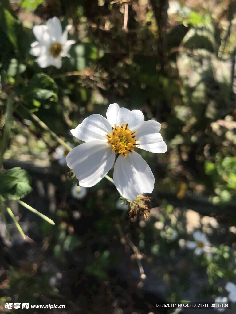 鬼针草