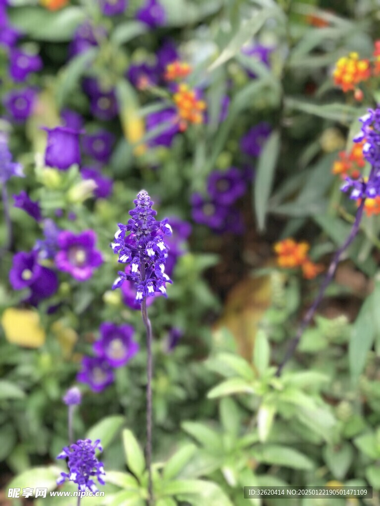 鼠尾草 
