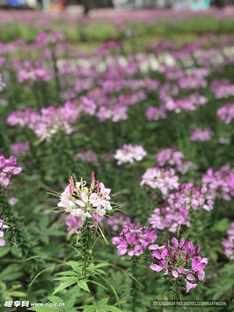 醉蝶花