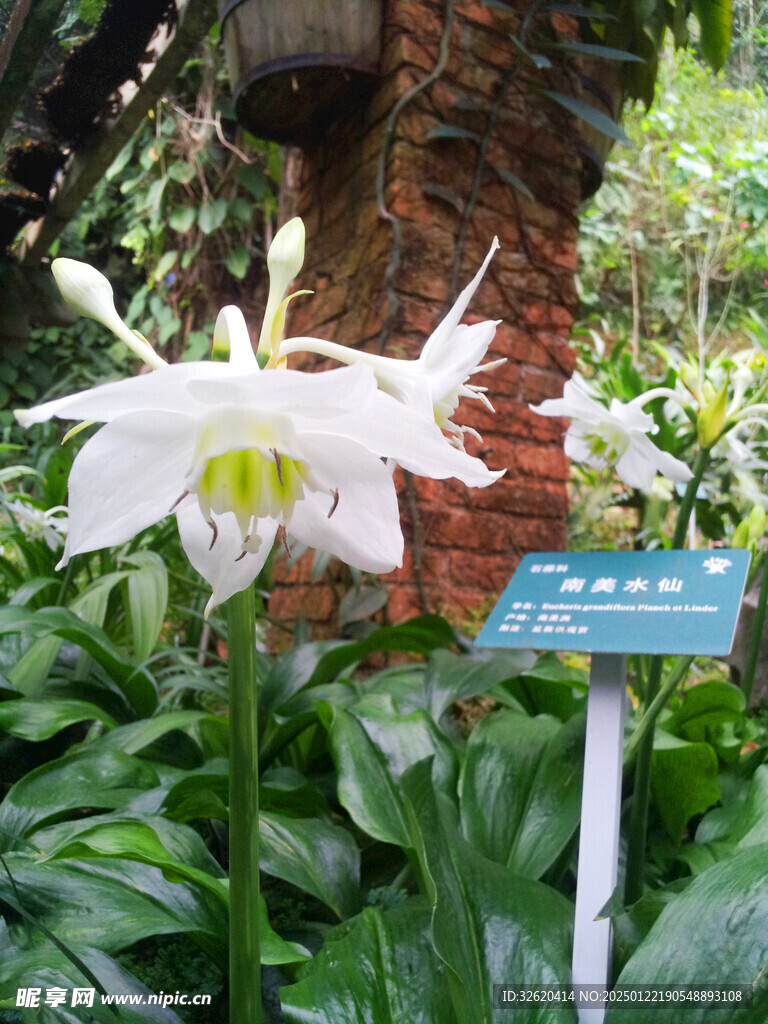 南美水仙